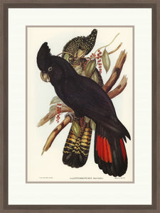 Framed Gould print, Banksian Cockatoo