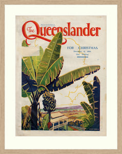Framed print from The Queenslander, Banana plantation