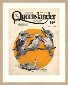 Framed print from The Queenslander, Kookaburras