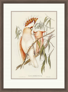 Framed Gould print, Leadbeater's Cockatoo